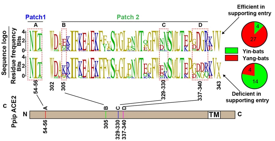 Open access visualization of Pie Chart, Illustration, Sequence Analysis, Host Range Determinants, ACE2 Orthologues