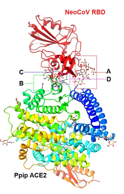 Open access visualization of Protein Structure, Residue Substitutions, Yin Bats, ACE2, Ppip ACE2