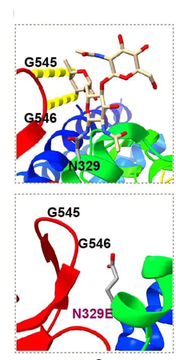 Open access visualization of Protein Structure, Chemical Structure, Protein Interface, Determinants, Ppip ACE2