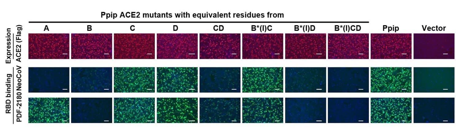 Open access visualization of Microscopy, NeoCoV, PDF-2180, RBD-hFc Binding, HEK293T Cells