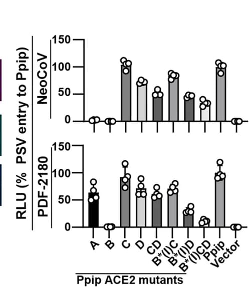 Open access visualization of Bar Plot, NeoCoV, PDF-2180, Pseudovirus Entry, HEK293T Cells