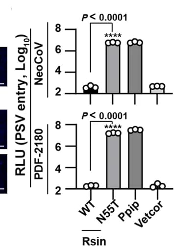 Open access visualization of Bar Plot, Error Bars, Pseudoviruses, Mutations, Viral Entry