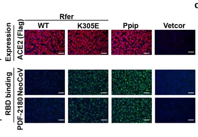 Open access visualization of Microscopy, ACE2 Orthologues, Receptor Function, NeoCoV, RBD Binding