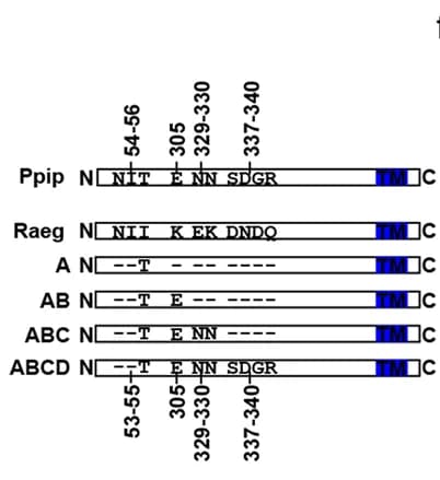 Open access visualization of Illustration, Raeg ACE2, Ppip ACE2, Swap Mutants, Schematic Illustration