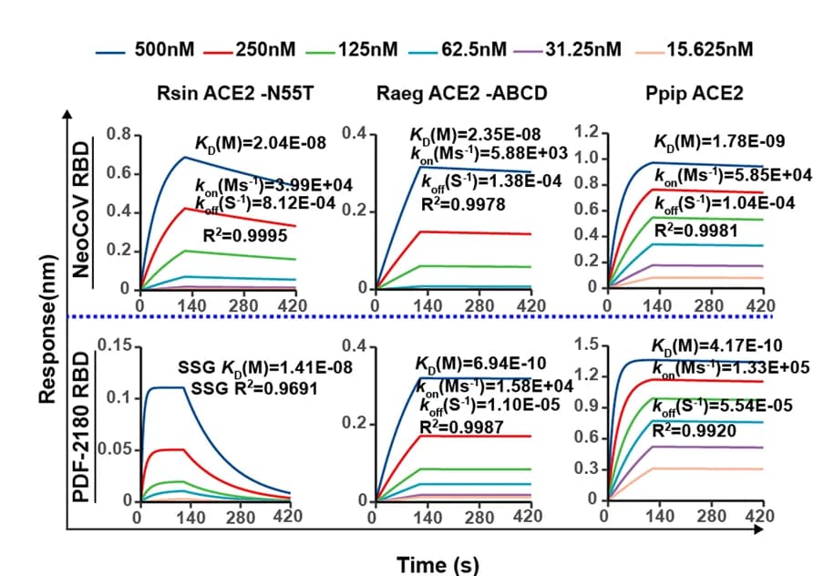 Open access visualization of Line Plot, BLI Assays, Binding Kinetics, NeoCoV, PDF-2180
