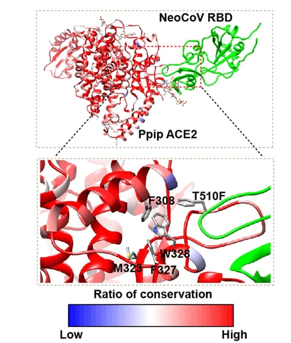 Open access visualization of Protein Structure, Chemical Structure, NeoCoV-T510F, Hydrophobic Pocket, Ppip ACE2