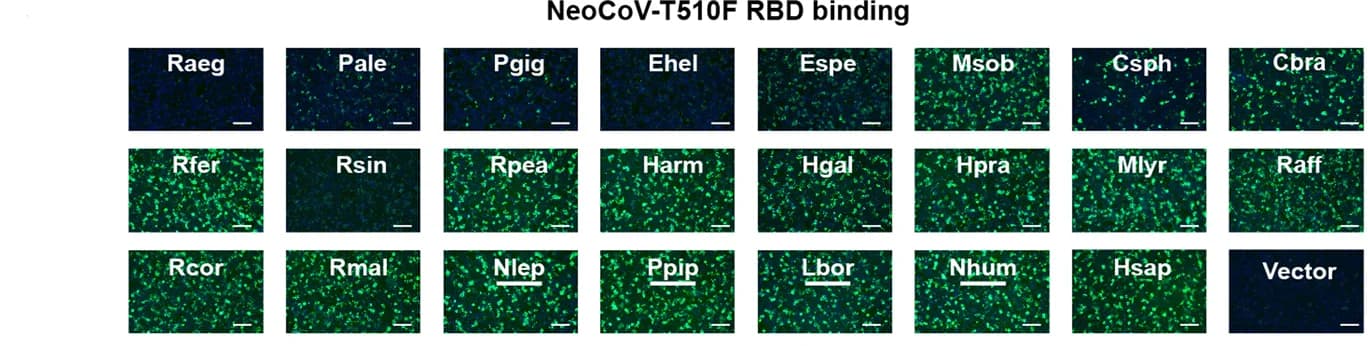 Open access visualization of Microscopy, NeoCoV RBD-T510F-hFc RBD, RBD Binding, HEK293T Cells, Bat ACE2 Orthologues