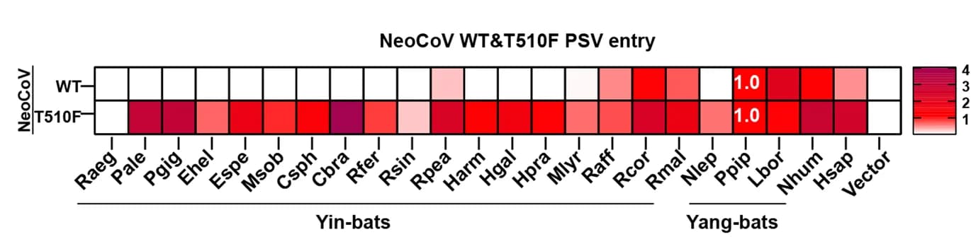 Open access visualization of Heatmap, NeoCoV WT, NeoCoV T510F, Pseudovirus Entry, HEK293T Cells