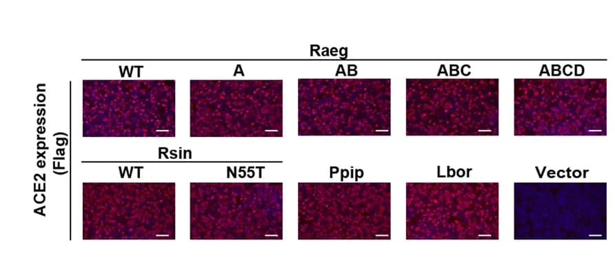 Open access visualization of Microscopy, Immunofluorescence, Expression Level, Raeg ACE2, Rsin ACE2