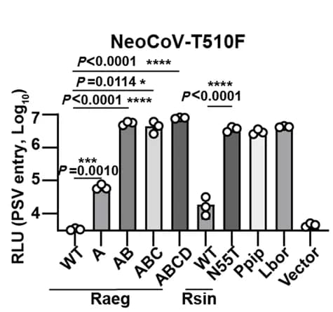 Open access visualization of Bar Plot, Error Bars, NeoCoV-T510F, Pseudovirus Entry, ACE2 Mediated Entry