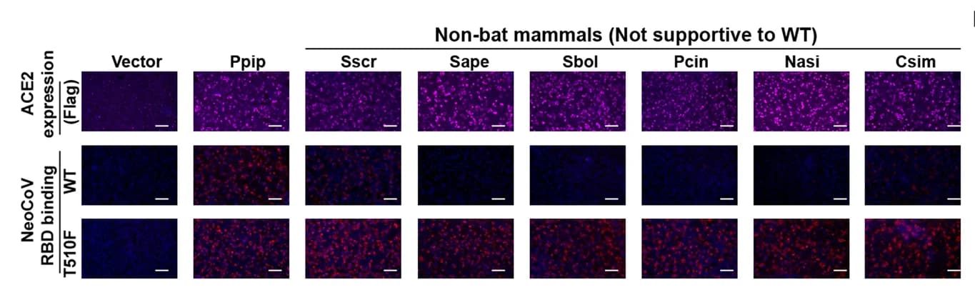 Open access visualization of Microscopy, RBD Binding, NeoCoV-T510F RBD, Mammalian ACE2 Orthologues, HEK293T Cells