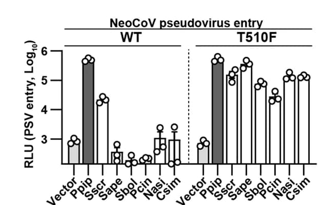 Open access visualization of Bar Plot, Error Bars, Pseudovirus Entry, NeoCoV-T510F, Mammalian ACE2 Orthologues