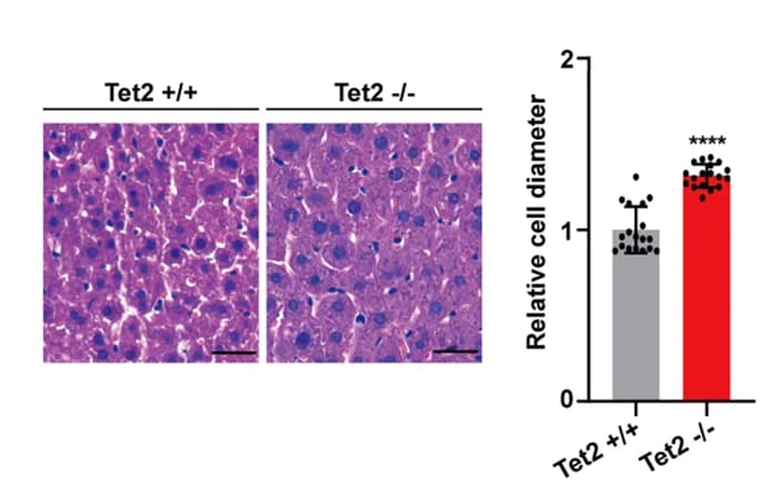 Open access visualization of Bar Plot, Error Bars, Microscopy, Mouse Liver Cells, Wild-Type Mice