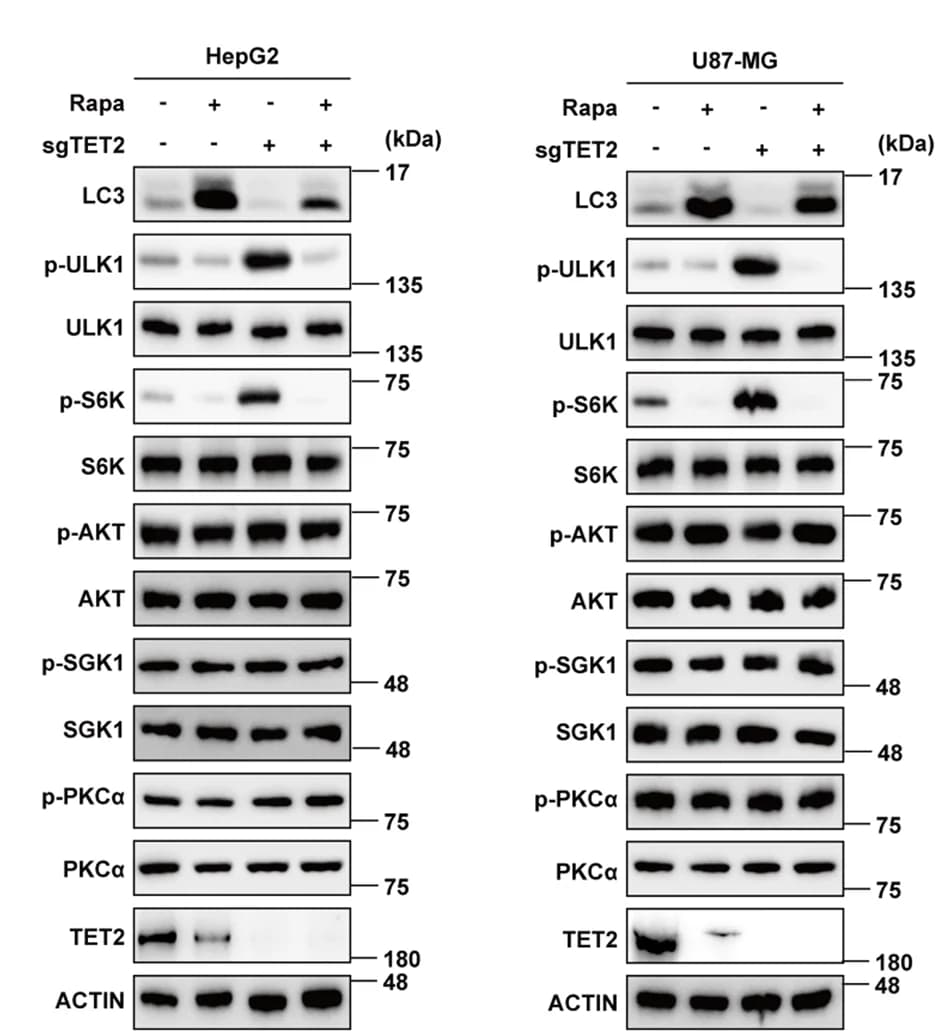 Open access visualization of Gel, Tumor Cells, Autophagy, Rapamycin, TET2 KO
