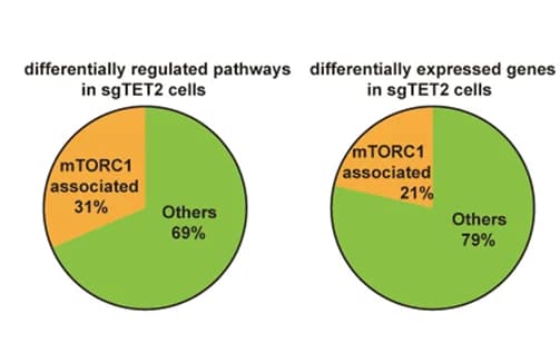 Open access visualization of Pie Chart, Differentially Regulated Pathways, Expressed Genes, sgTET2 Cells, mTORC1