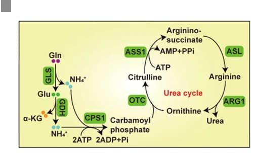 Open access visualization of Pathway, Schematic Description, Arginine Synthesis, Urea Cycle