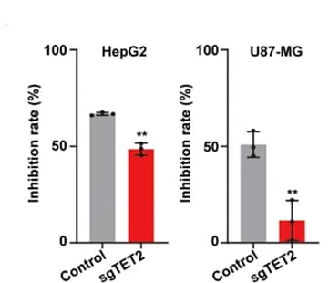 Open access visualization of Bar Plot, Error Bars, TET2 KO, mRNA Levels, Urea Cycle Enzymes