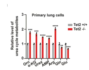 Open access visualization of Bar Plot, Clustered, Deficiency of Tet2, Levels, Urea Cycle Metabolites