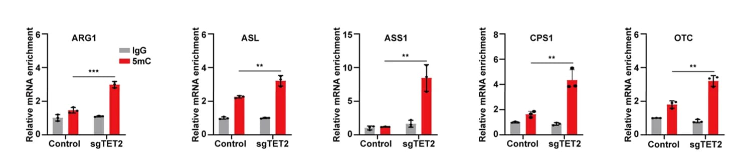 Open access visualization of Bar Plot, Error Bars, Clustered, TET2 KO, mRNA
