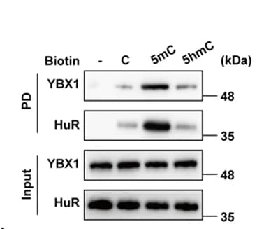 Open access visualization of Gel, Pull-down Assay, mRNA, Cell Lysate, HepG2 Cells