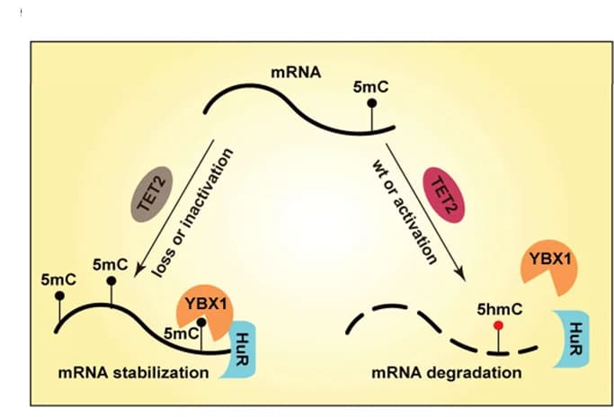 Open access visualization of Workflow, Flowchart, Illustration, TET2, mRNA