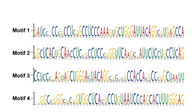 Open access visualization of Illustration, Motifs, 3' UTR, mRNA, sgTET2