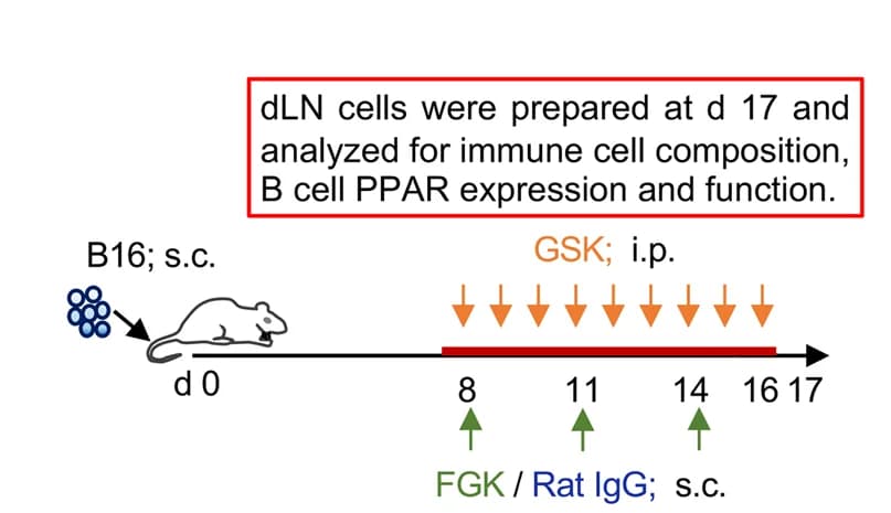 Open access visualization of Workflow, Illustration, Mice, B16 Cells, PPARdelta Expression