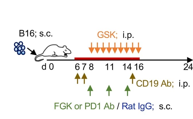 Open access visualization of Workflow, Illustration, Mice, B16 Cells, Experiment Setup