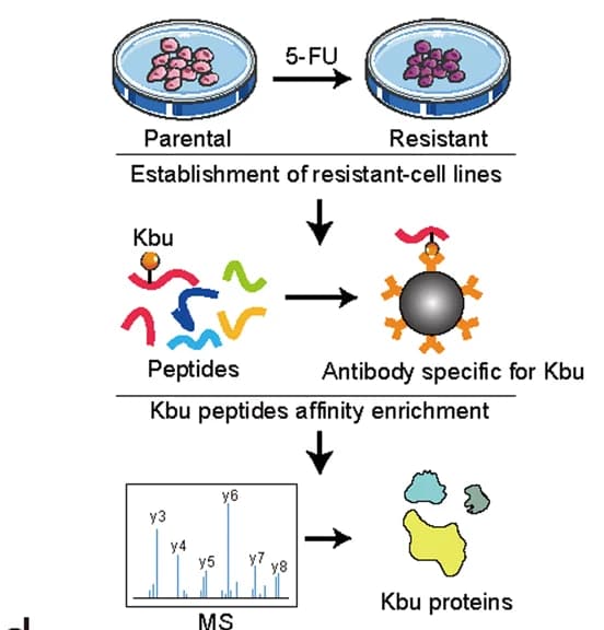 Open access visualization of Workflow, Illustration, Lysine Butyrylome, 5-FU-resistant cell line, Parental cells