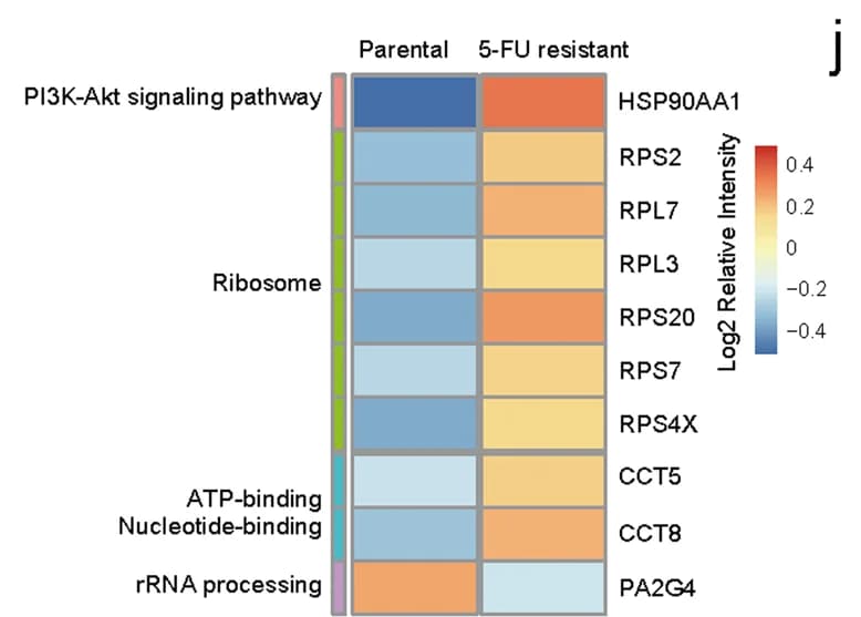 Open access visualization of Heatmap, DEKPs, Butyrylome analysis, HSP90AA1-PI3K/AKT pathway, Chemoresistance