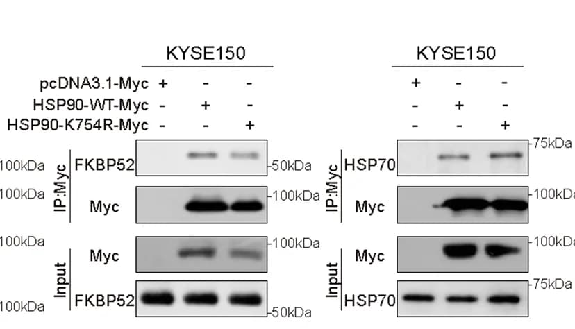 Open access visualization of Gel, HSP90 K754R mutation, Client proteins, Cochaperones