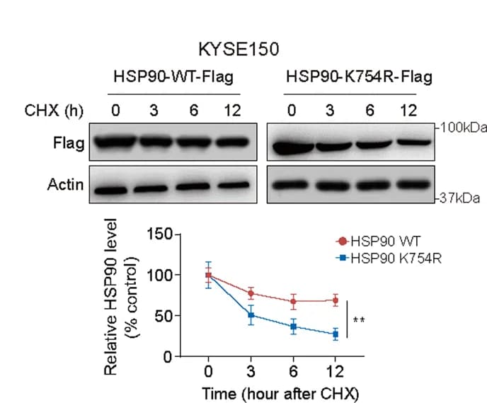 Open access visualization of Line Plot, Error Bars, Gel, CHX chase assay, HSP90-WT
