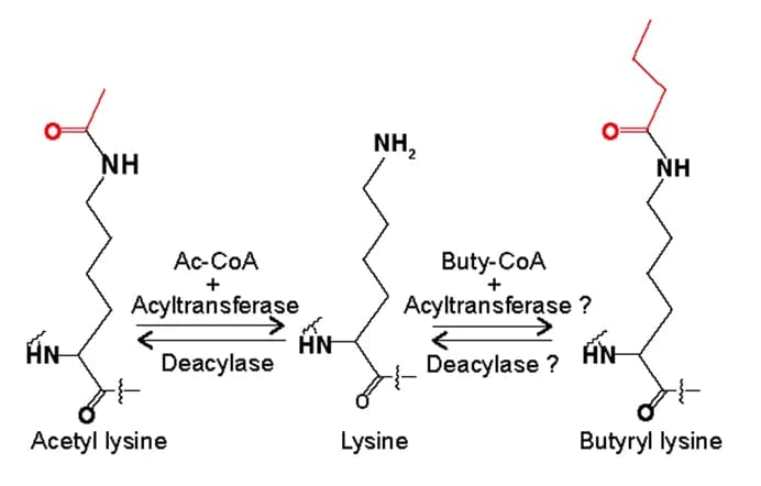 Open access visualization of Chemical Structure, Acetyl-lysine, Butyryllysine, Enzymatic Reaction