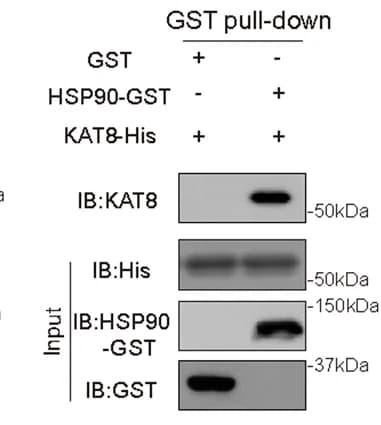 Open access visualization of Gel, GST, HSP90-GST, KAT8-His, Glutathione-Sepharose Beads
