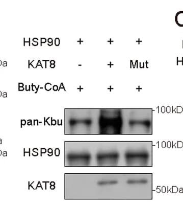 Open access visualization of Gel, In Vitro Butyrylation, HSP90, KAT8, KAT8-K274R