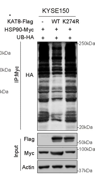Open access visualization of Gel, KAT8, KAT8-K274R, Ubiquitination, HSP90