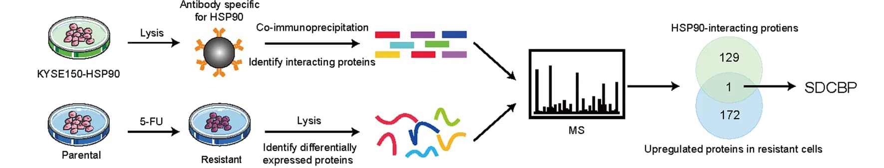 Open access visualization of Workflow, Bar Plot, Venn Diagram, Proteins, HSP90
