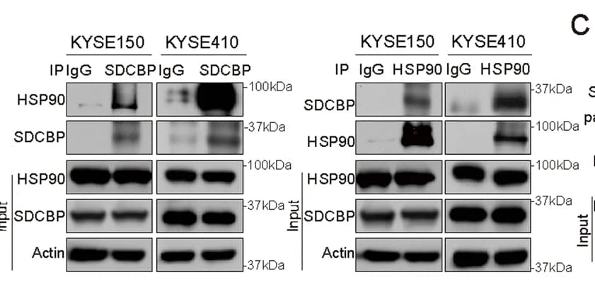 Open access visualization of Gel, SDCBP, HSP90, Immunoprecipitation