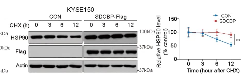 Open access visualization of Line Plot, Error Bars, Gel, HSP90 Stability, SDCBP