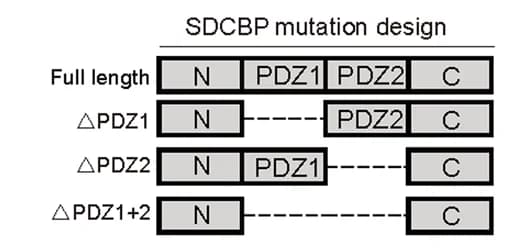 Open access visualization of Illustration, SDCBP, Truncation Mutant Constructs, ESCC Cells, Flag-tagged SDCBP