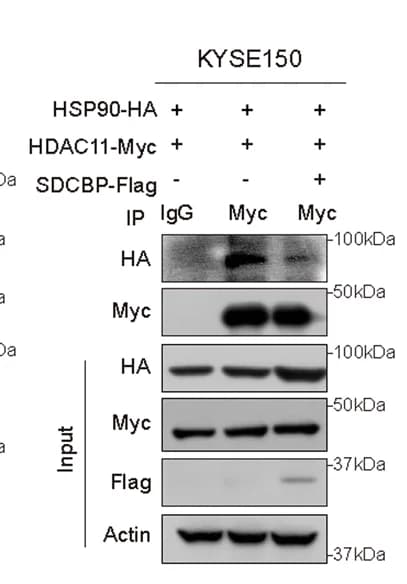 Open access visualization of Gel, HSP90, SDCBP, HDAC11, Co-IP