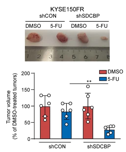 Open access visualization of Bar Plot, Error Bars, Photo, Subcutaneous Xenografts, SDCBP