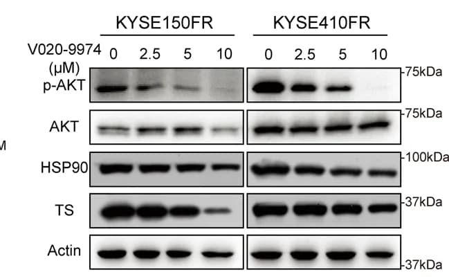 Open access visualization of Gel, Western Blot, p-AKT, AKT, HSP90
