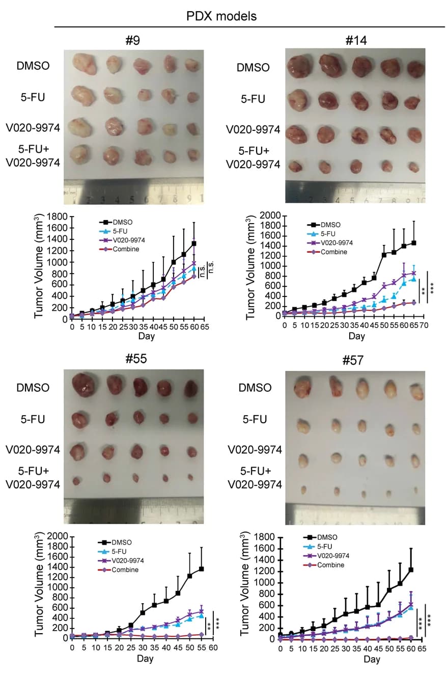 Open access visualization of Line Plot, Error Bars, Photo, PDX Models, Treatment Strategy