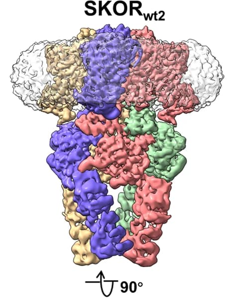 Open access visualization of Protein Structure, Cryo-EM Maps, SKOR, Subunits, Detergent Micelles