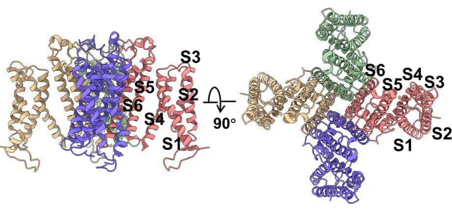 Open access visualization of Protein Structure, Cartoon Representation, Tetrameric TMD, SKOR, Non-Domain-Swapped Architecture