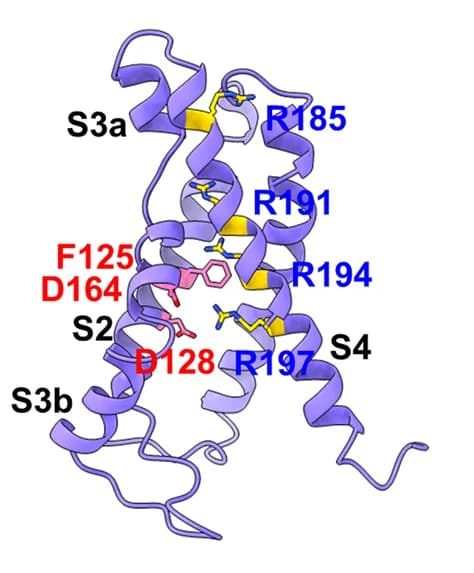 Open access visualization of Protein Structure, Voltage-Sensing Domain, Charged Residues, Charge Transfer Center Residues