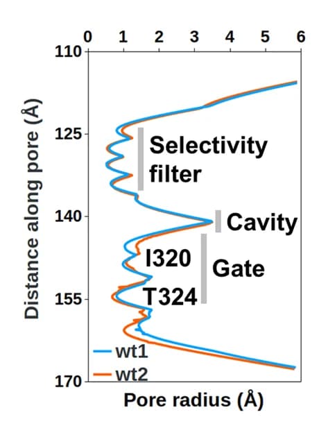 Open access visualization of Line Plot, Channel Pore Radius, Ion Conduction Pathway, SKOR, HOLE