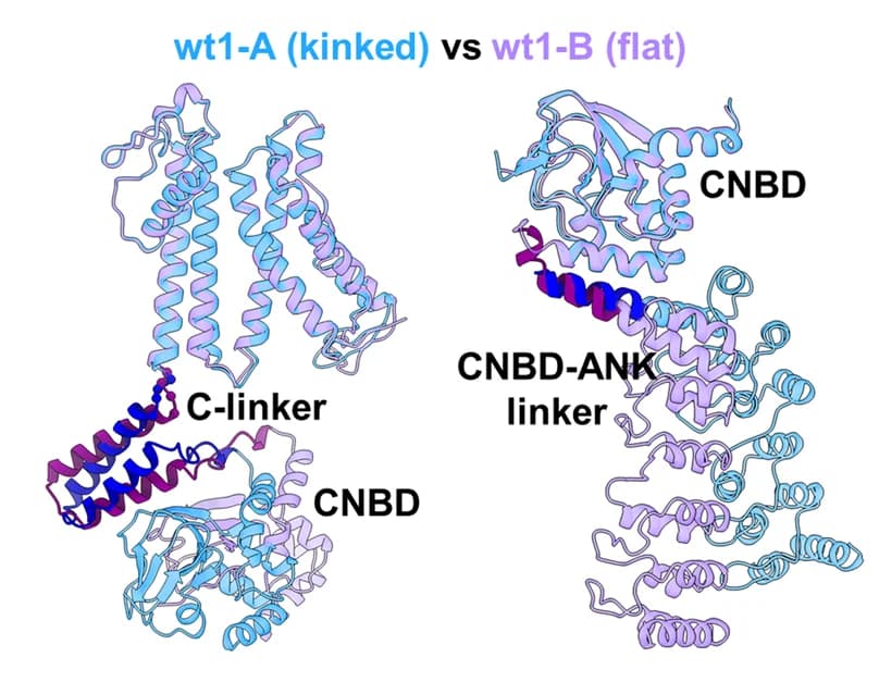 Open access visualization of Protein Structure, C-Linkers, CNBD-ANK Linkers, Subunits, Conformations
