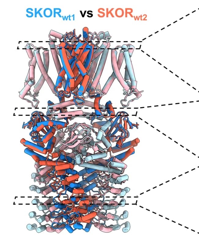 Open access visualization of Protein Structure, Structural Comparison, SKOR wt1, SKOR wt2, Rotation